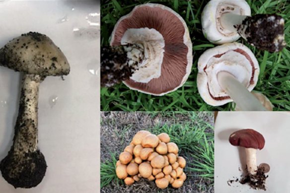 Digital photographs of selected mushroom specimens included in Tom May’s study, displayed to the jury in the Erin Patterson murder trial.