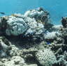 Ningaloo bleaching February 2025.