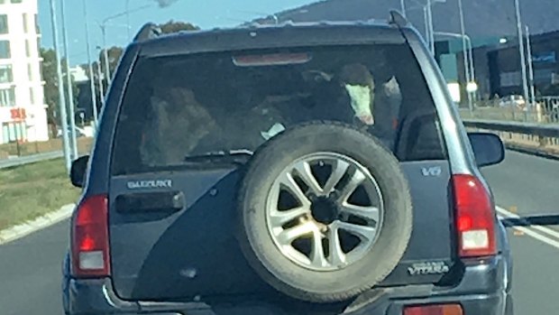 A heifer seen being taken for a drive.