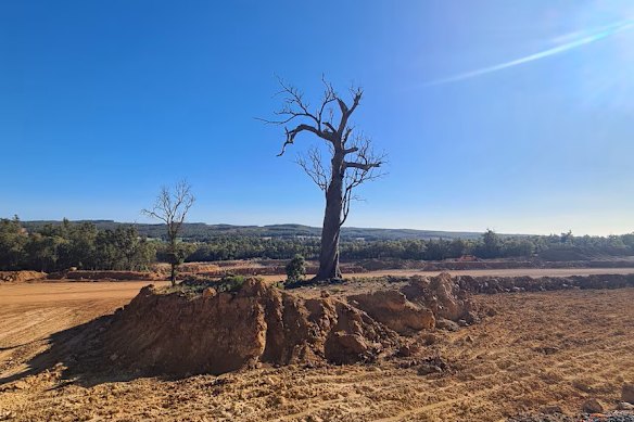 A solitary jarrah tree is alleged to be the reason behind the investigation into Alcoa.