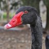 Black swans in ‘significant peril’ from bird flu
