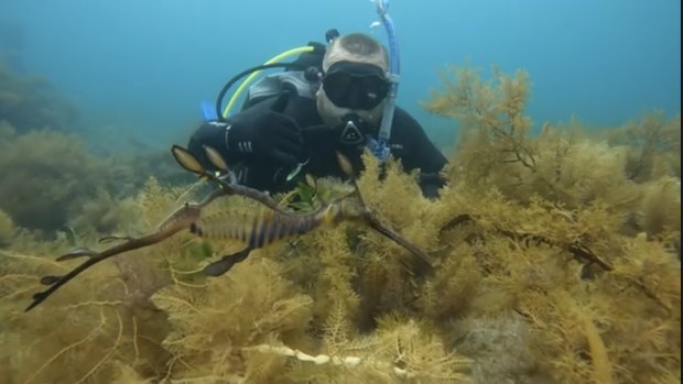 Williams and a weedy sea dragon.