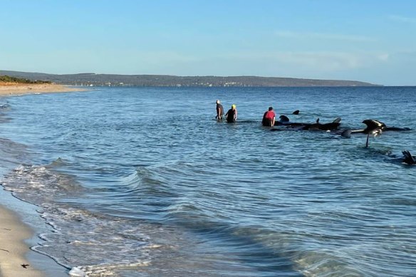 Rescuers attempt to save the beached whales.