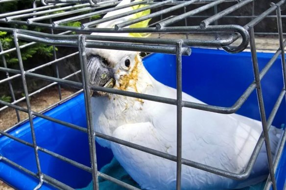 One of the poisoned cockatoos found by WIRES.