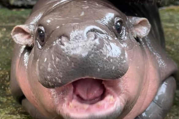 Two-month-old pygmy hippo Moo Deng has been a social media hit since her keepers at the Khao Kheow Open Zoo in Thailand started uploading snippets of her life online.