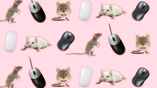 Mouse or mice?