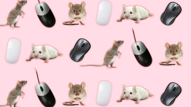 Computer mouses or computer on sale mice