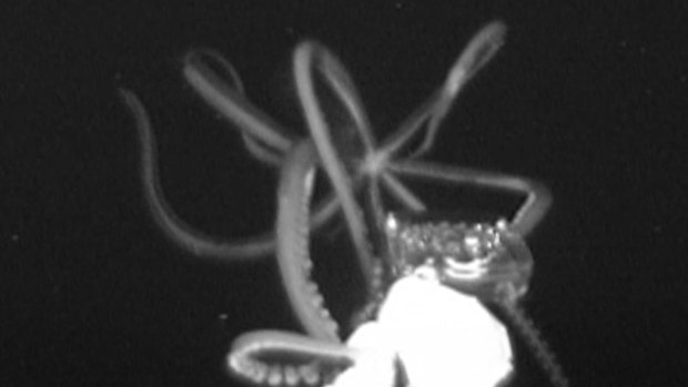 A still from a video showing a juvenile giant squid approaching, attacking, and then retreating from a ring of pulsating blue LEDs on the Medusa deep-sea camera system in the Gulf of Mexico in June 2019. It was only the second research expedition to film a giant squid in its deepwater habitat.