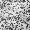 From the Archives, 1934: A plague of grasshoppers ravages Victoria