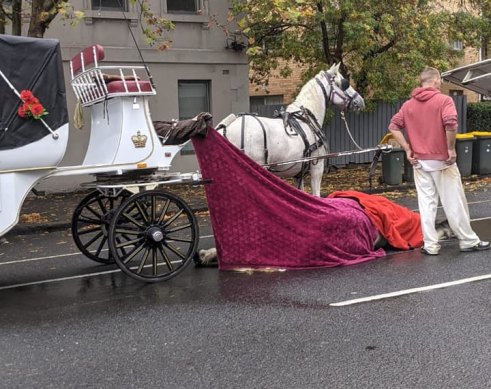 A horse dropped dead in North Melbourne in March 2021.