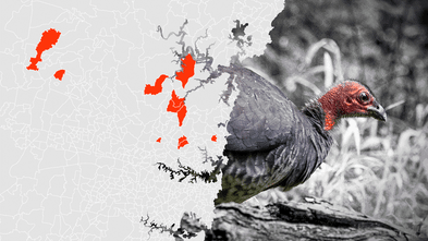 From 20 Sydney suburbs to 300: The brush turkey invasion in 