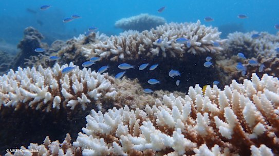 Bleaching at Ningaloo’s Tantabiddi Reef.