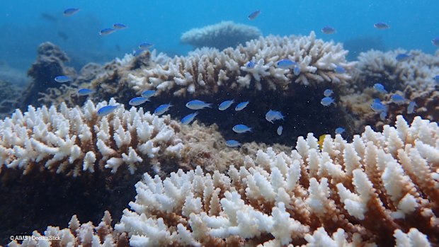 Bleaching at Ningaloo’s Tantabiddi Reef. 