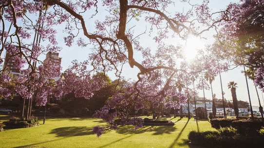 GIF: Jacarandas out across Sydney. 
