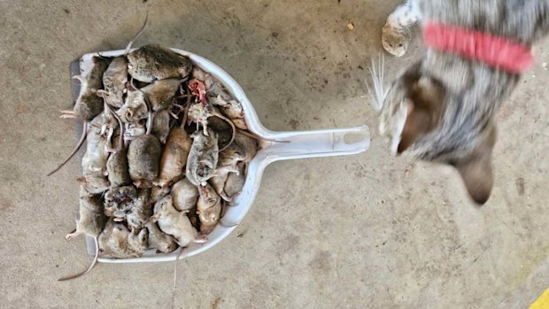 The plague has become unmanageable, particularly for WA grain farmers. 