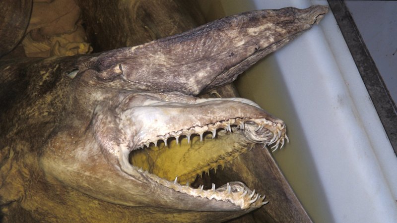Goblin sharks off Sydney: The young scientist unveiling creatures of the deep