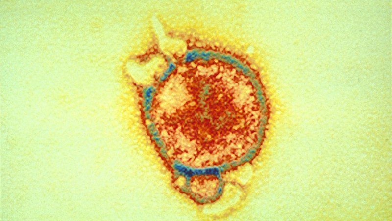‘Urgent concerns’ after 20 new bat viruses discovered in China