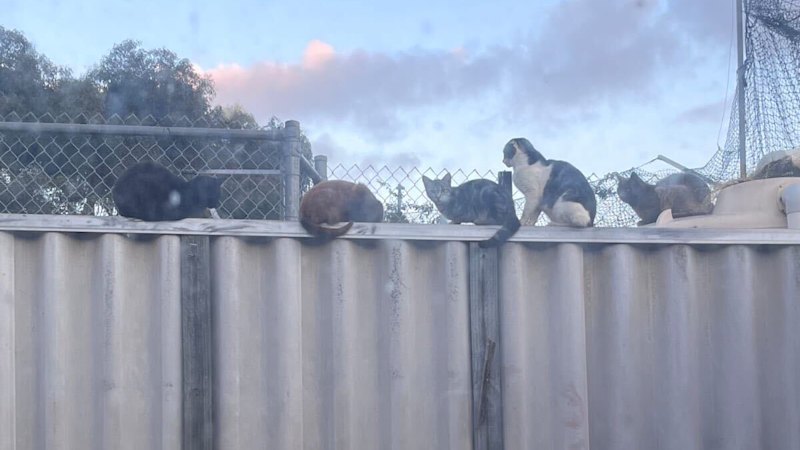 Cat fight has Maylands residents at wits’ end