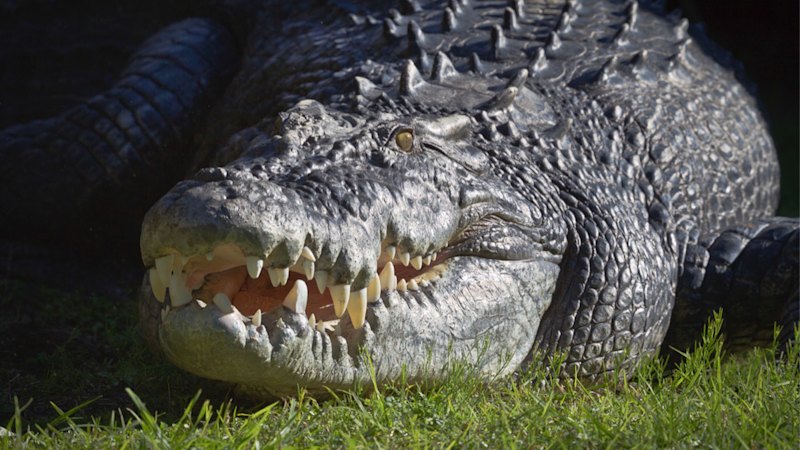 Crocodile ‘lunged’ at boys who broke into its Perth Zoo enclosure