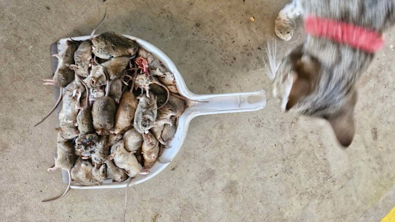 WA’s regions have been hit by thousands of mice. Will stronger baits help turn the tide?