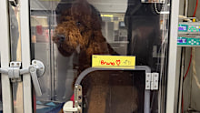 Bruno ingested seawater, leading to a two-week stint in a vet hospital. 