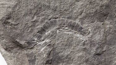 A fossil of a 425 million-year-old millipede called Kampecaris obanensis and unearthed in Scotland.