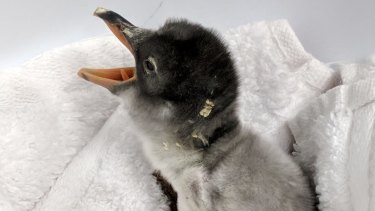 Sydney's beloved same-sex penguin couple has welcomed a fostered chick. 