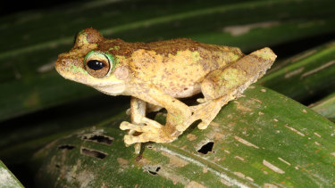 Kuranda tree frog