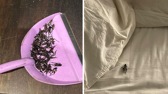 “Weather conditions have been perfect for them to be able to breed.”