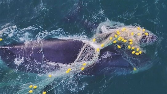 The humpback mother and calf caught in a shark net off Noosa on Thursday