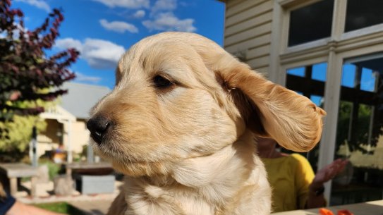 Kate Halfpenny’s new family member, Sally the groodle.