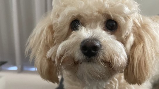 “Would I misbehave?” Bubbles is the third toddler in my extended family.