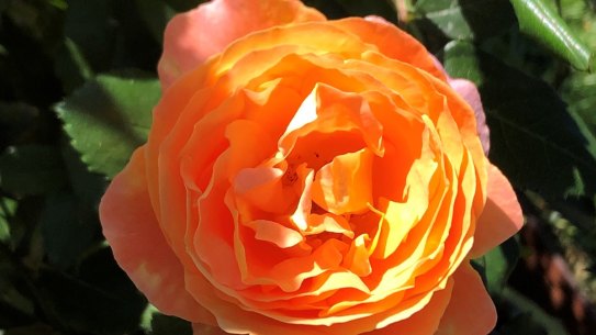 The ‘My Yellow’ rose is doing well despite the wet spring.