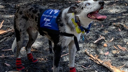 Bear the koala detection dog at Cooroibah on the Sunshine Coast last week.