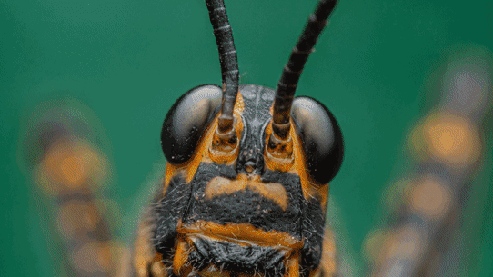 Photos of insects that appear in A Real Bug’s Life.
