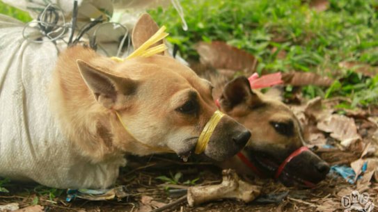 Rabies warning for tourists after infected dog carcass found in Indonesian market