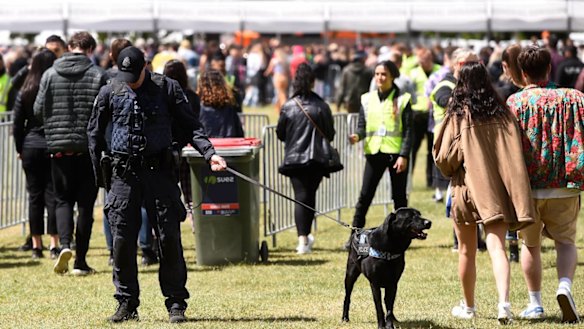 A police dog at the entry of Ballarat's Spilt Milk Festival on Saturday