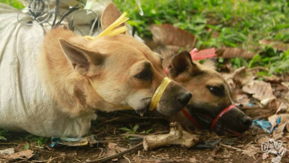 Dogs for sale at an Indonesian dog-meat market.