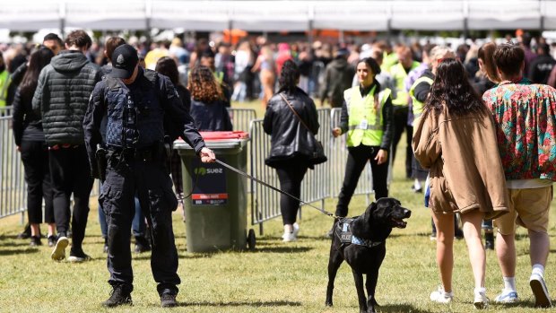 A police dog at the entry of Ballarat's Spilt Milk Festival on Saturday
