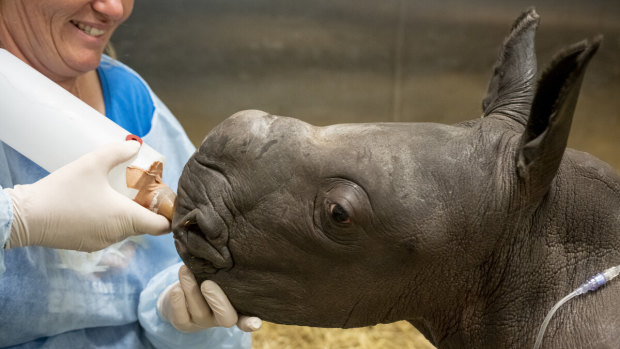 The southern white rhino born at Werribee Zoo has died.
