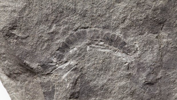 A fossil of a 425 million-year-old millipede called Kampecaris obanensis was unearthed in Scotland.