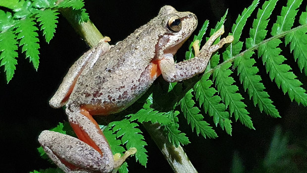 Watsons tree frog