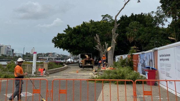 Mature trees along the South Bank promenade were felled during the week at the planned landing site of the Neville Bonner Bridge.