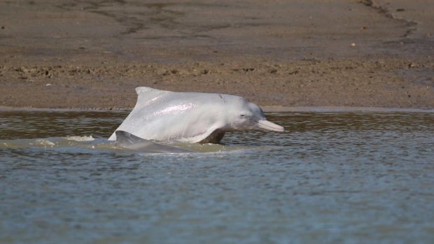 Australian humpback dolphins feed by chasing their prey onto a muddy bank, beaching themselves in the process.