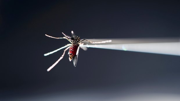 The CSIRO released of three million sterile male mosquitoes to control the population.
