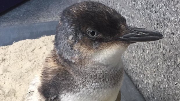 Little penguins like Ash are native to the coastlines of Victoria, South Australia, Western Australia and Tasmania.