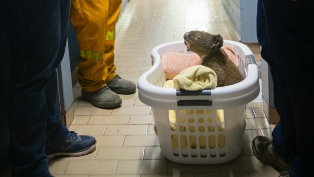 The koalas are bundled in laundry baskets with blankets and provided with eucalyptus leaves while they recover.