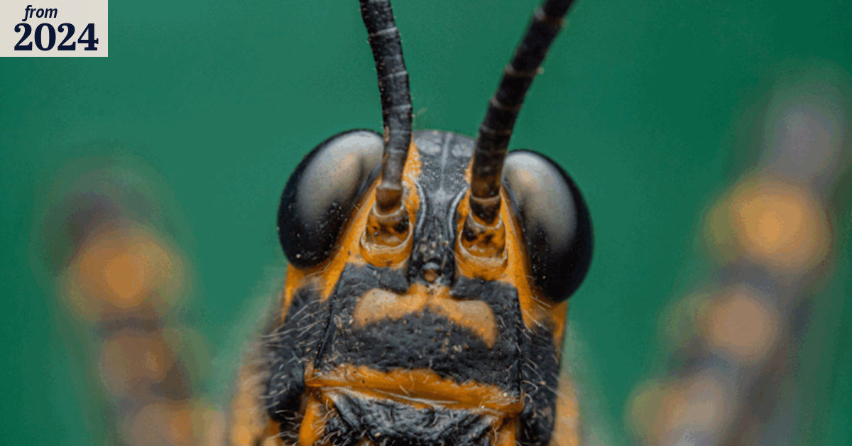 A Real Bug’s Life documentary shows how powerful tiny creatures are