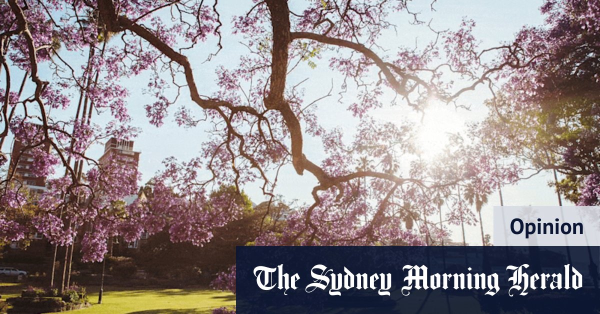 Jacarandas in Sydney: Searching for a happiness solution in these dark times? Just look up - Vimarsana News