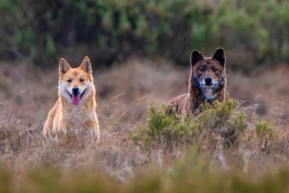 How much is ancestral and how much is hybridisation? Researchers are yet to determine what role recent mixing has in creating the different colour coats of dingoes.